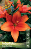 Лилия Амбер Вейвз (5)