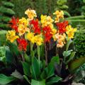 Канны